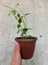 Load image into Gallery viewer, Hoya lithophytica 4" - Wax Plant