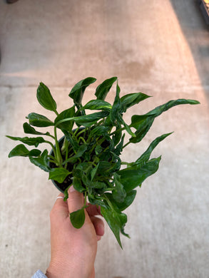 Epipremnum aureum 'shangri la' 4