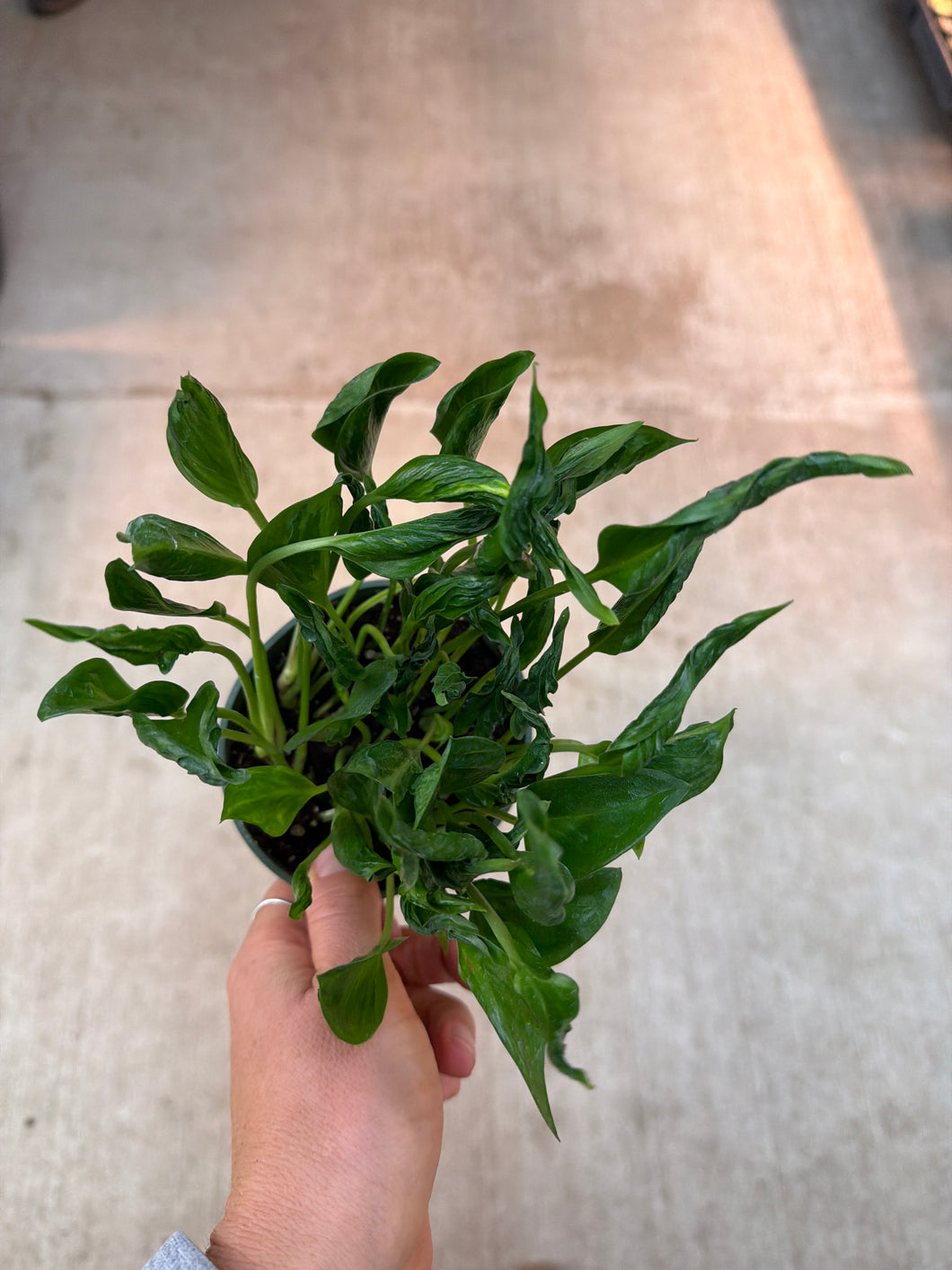 Epipremnum aureum 'shangri la' 4