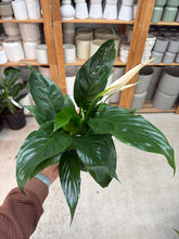 Load image into Gallery viewer, Spathiphyllum sp. 5" - Potted Peace Lily w/Ceramic