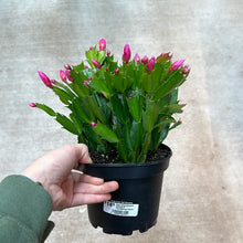 Load image into Gallery viewer, Zygo schlumbergera truncata 6&quot; - Thanksgiving Cactus