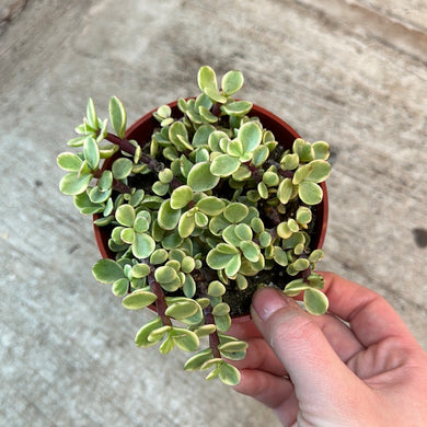 Portulaca afra 'Variegata' 4