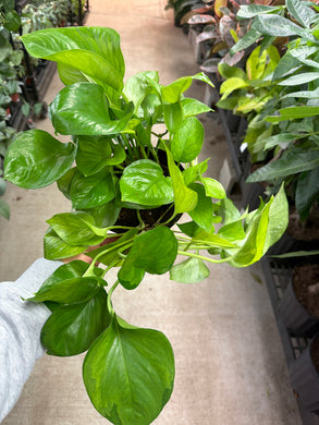 Epipremnum aureum 'Lemon Top' 6