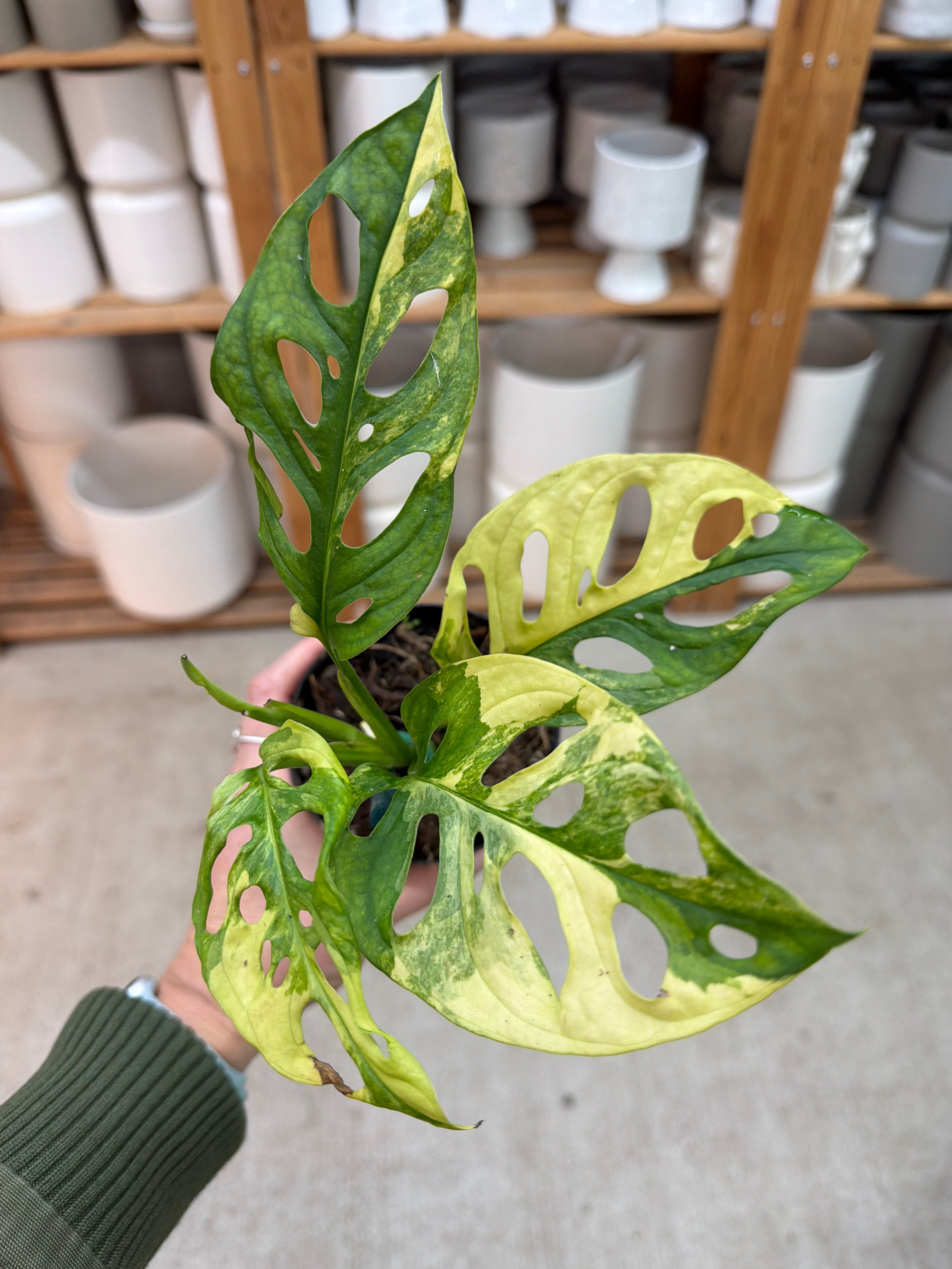 monstera adansonii aurea price Monstera Adansonii Variegata Aurea 4" – Kent East Hill Nursery