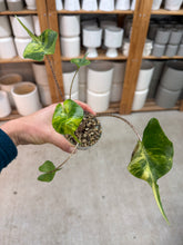 Load image into Gallery viewer, Alocasia Stingray Variegata 2"