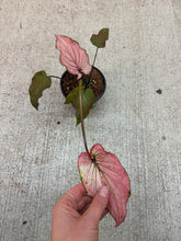 Load image into Gallery viewer, Caladium sp. 4&quot;