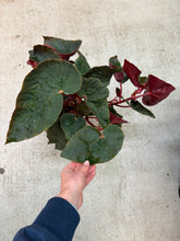 Load image into Gallery viewer, Begonia Gene Daniels 6"