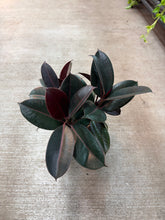Load image into Gallery viewer, Ficus decora &#39;Burgundy&#39; 6&quot; - Burgundy Rubber Tree