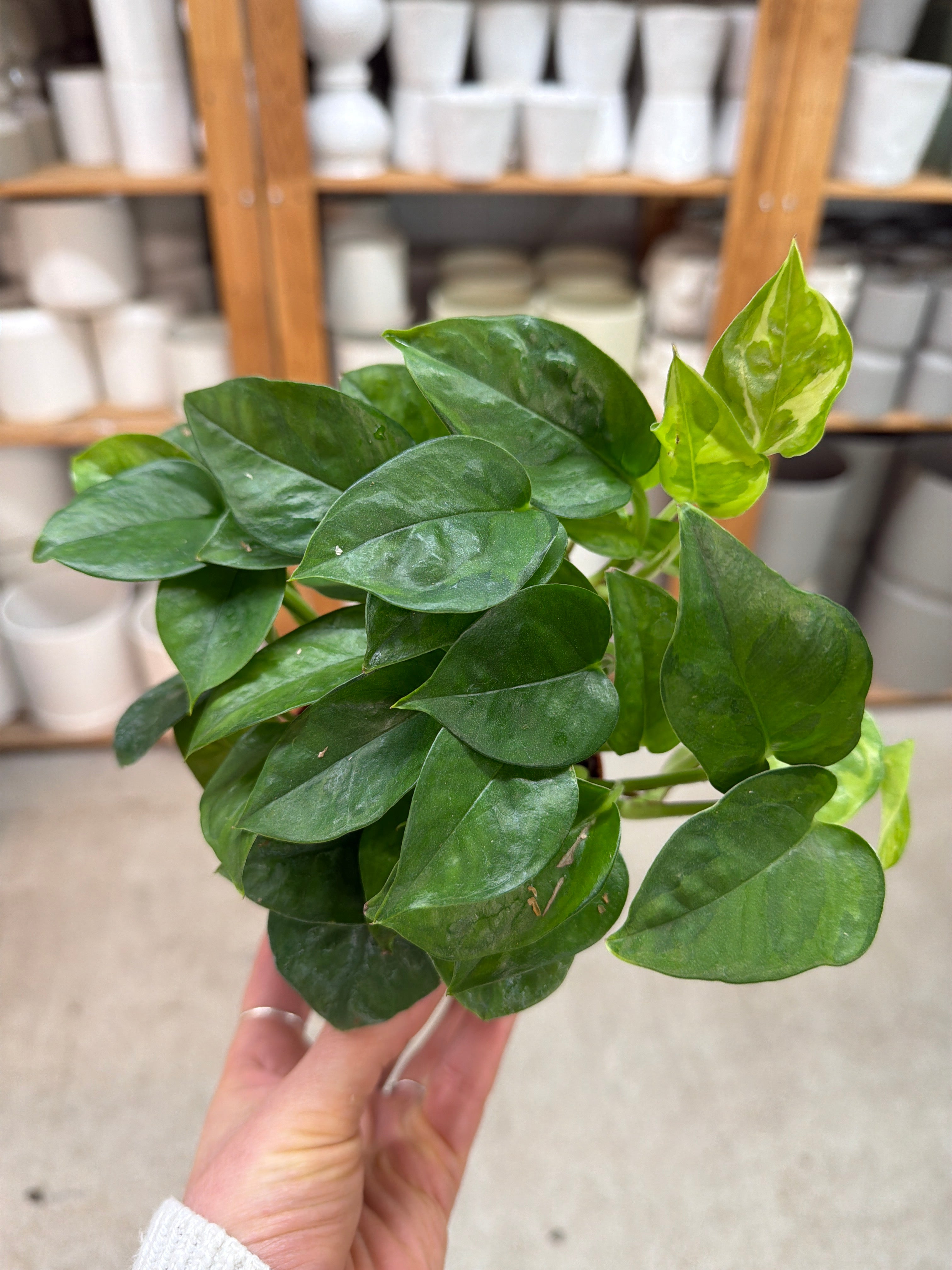 Epipremnum aureum 'Global Green' 4