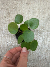 Load image into Gallery viewer, Pilea Peperomioides 2" - Chinese Money Plant
