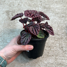 Load image into Gallery viewer, Peperomia carpetra &#39;Red Luna&#39; 4&quot;