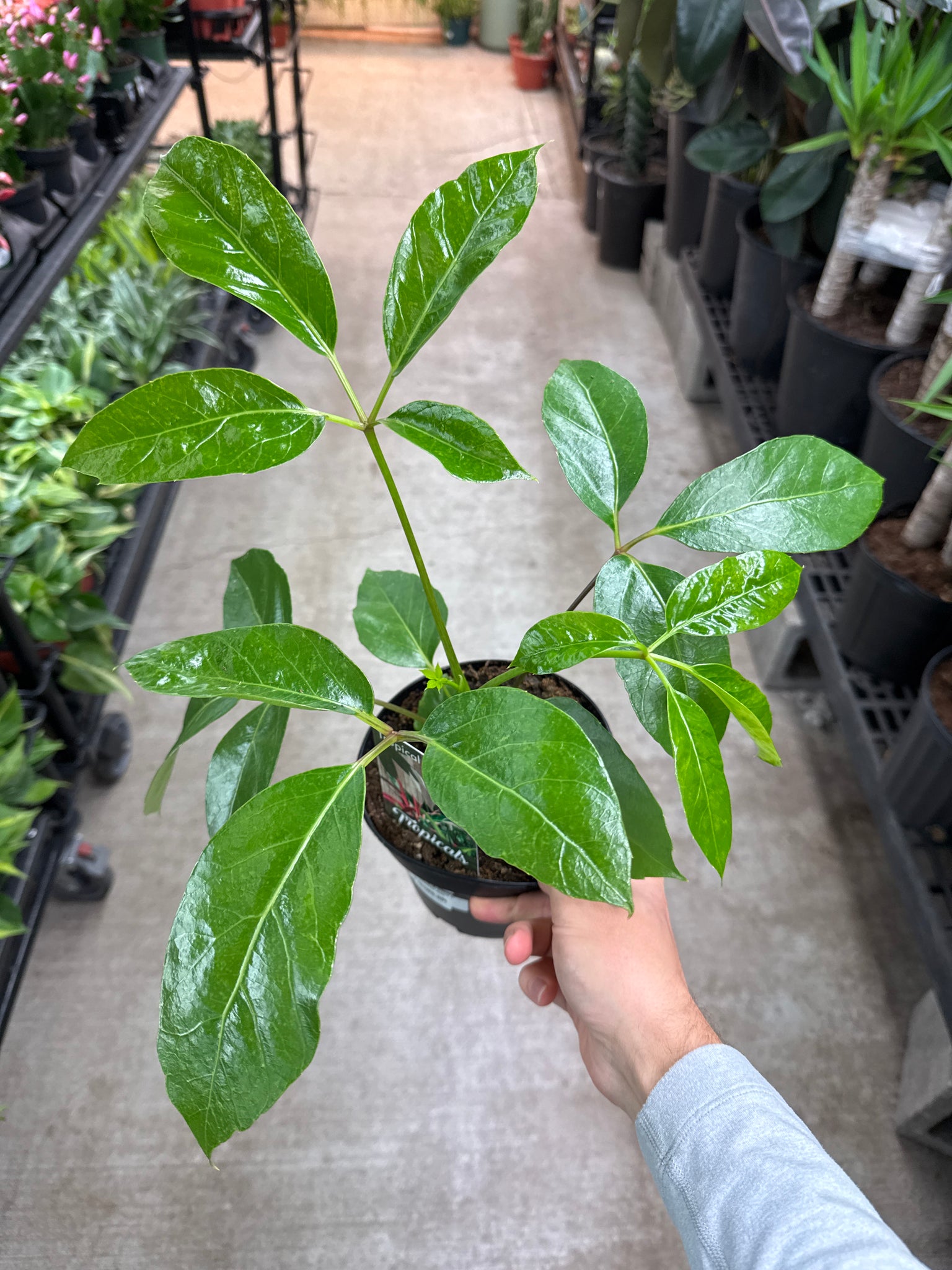 alpine indoor plant Schefflera Alpine 6"