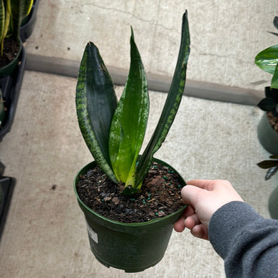 Sansevieria Whitney 6