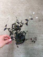Load image into Gallery viewer, Tradescantia Jose Puig 4" - Inch Plant