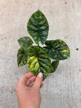 Load image into Gallery viewer, Alocasia Sinuata Variegata 4"