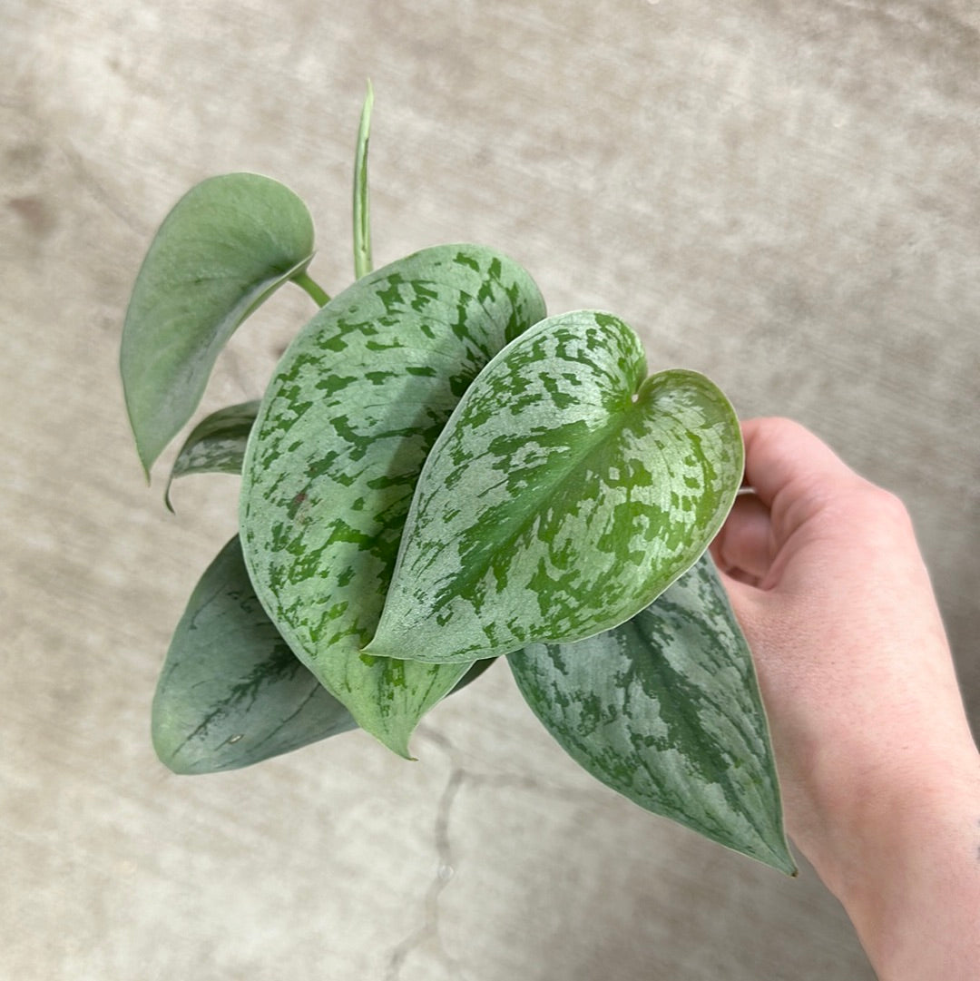 satin pothos exotica Scindapsus pictus exotica 2"