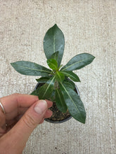 Load image into Gallery viewer, Adenium picotee 4&quot; - Desert Rose