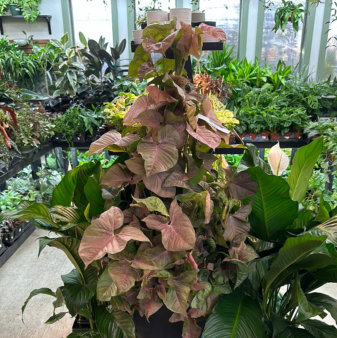 syngonium on moss pole Syngonium Neon Robusta 8" Totem