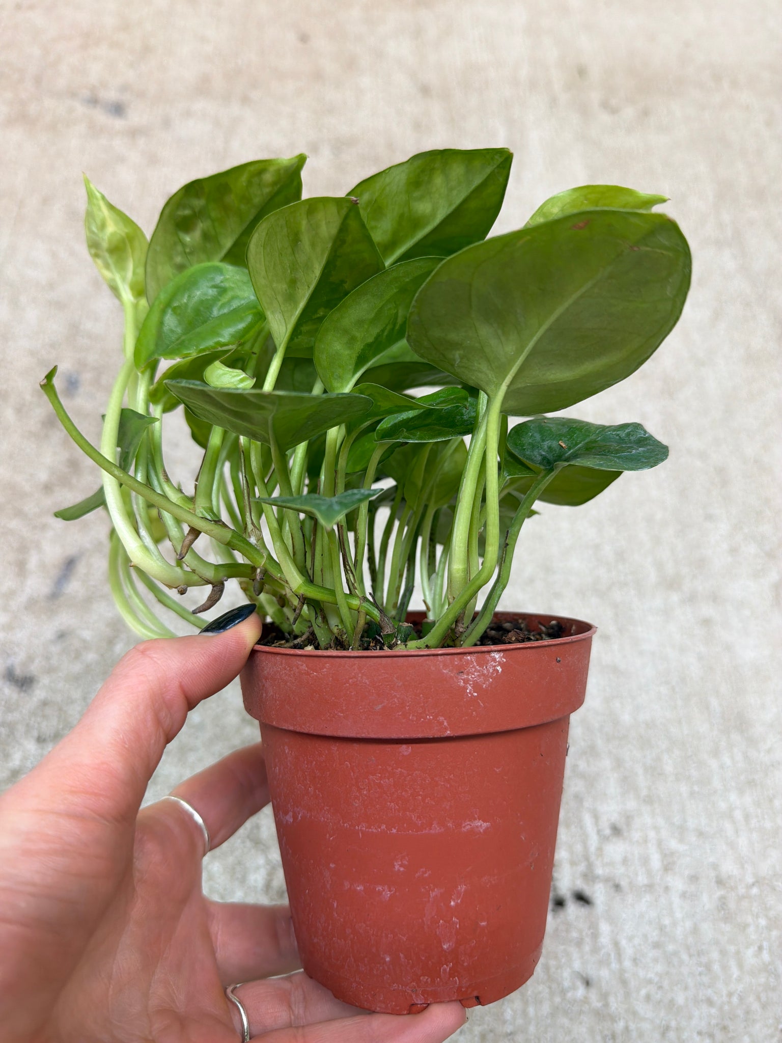 4 pothos Epipremnum aureum 'Global Green' 4"