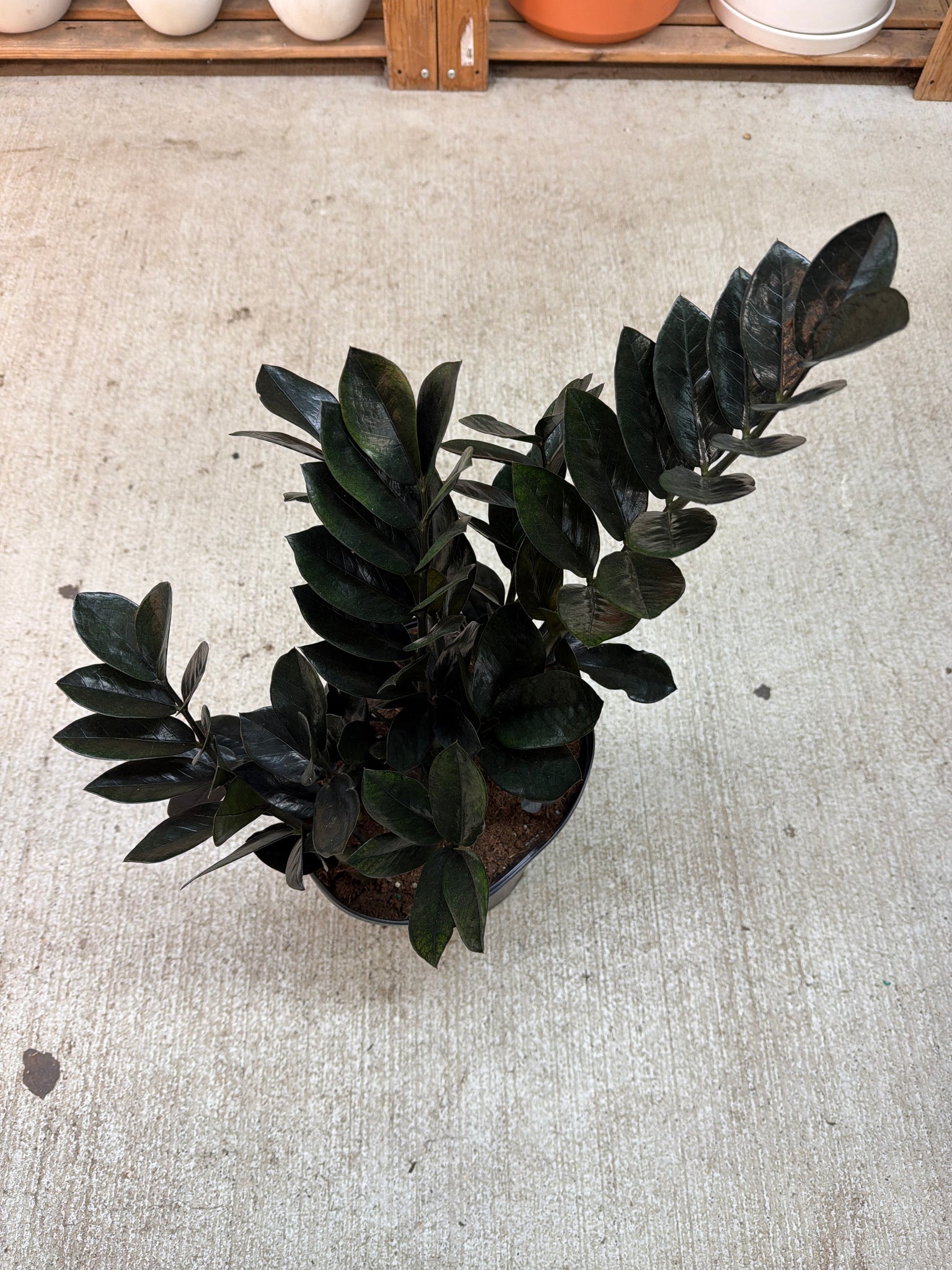 raven zz plant for sale near me Zamioculcas zamiifolia 'Raven' 10"