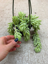 Load image into Gallery viewer, Sedum morganianum 4"HB - Donkey Tail Sedum