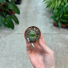 Load image into Gallery viewer, Pleiospilos nelii 2&quot; - Split Rock