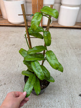 Load image into Gallery viewer, Hoya globulosa 6" - Wax Plant