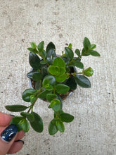 Load image into Gallery viewer, Hypocerta sp. 4&quot; - Goldfish Plant