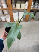 Load image into Gallery viewer, Philodendron 'Silver Sword' 4"