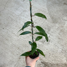 Load image into Gallery viewer, Hoya ilagiorum 3&quot;