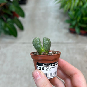 split rock succulent rotting Pleiospilos nelii 2"