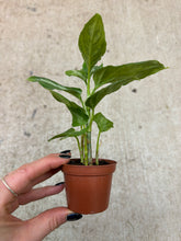 Load image into Gallery viewer, Aglaonema Pictum Bicolor 2&quot;