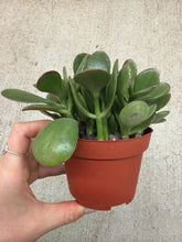 Load image into Gallery viewer, Crassula ovata sp. 4" - Jade Plant