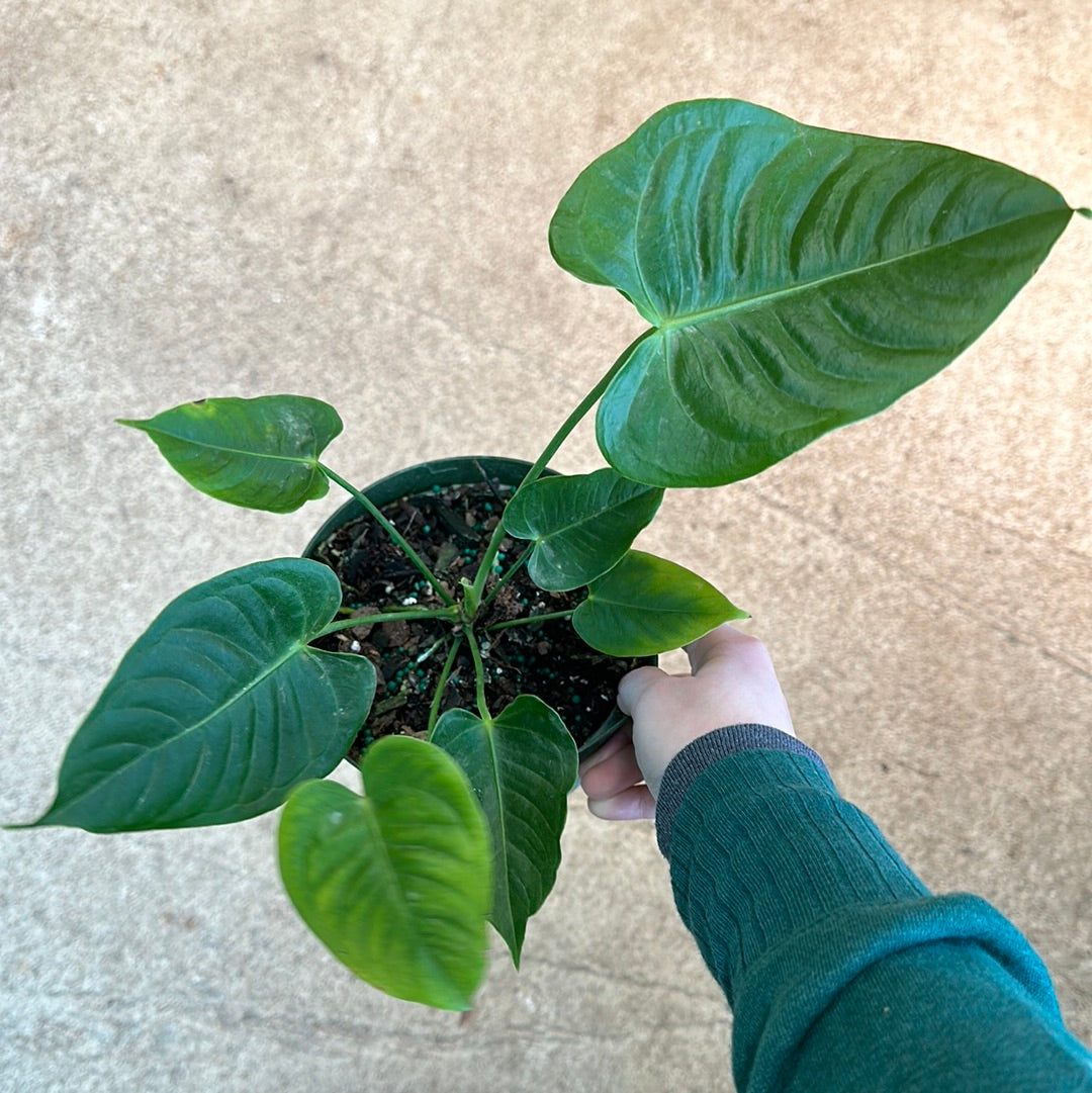 anthurium veitchii buy Anthurium veitchii king 6" – Kent East Hill Nursery