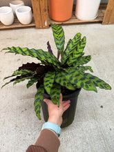 Load image into Gallery viewer, Calathea lancifolia 8" - Rattlesnake Calathea