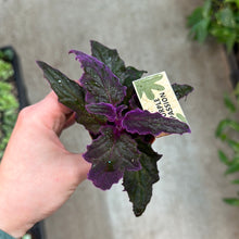 Load image into Gallery viewer, Gynura aurantiaca 2.25&quot; - Purple Passion Plant