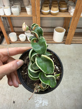 Load image into Gallery viewer, Hoya compacta variegata 4&quot; - Variegated Rope Hoya