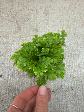 Load image into Gallery viewer, Selaginella kraussiana &#39;Frosty&#39; 2&quot; - Frosty Fern