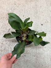 Load image into Gallery viewer, Platycerium sp. 6" - Staghorn Fern
