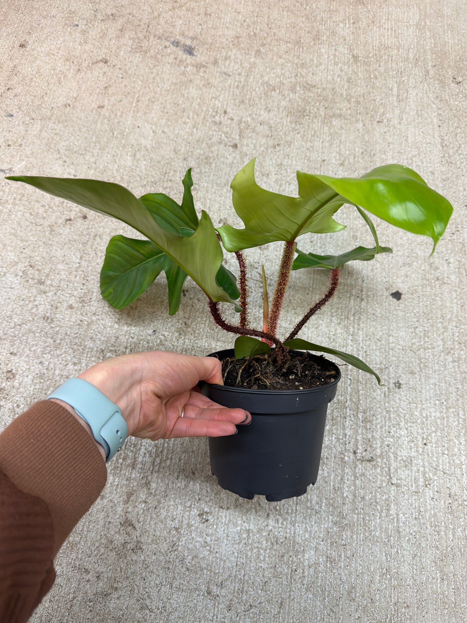 philodendron fuzzy petiole size Philodendron sp. 'Fuzzy Petiole' 6" – Kent East Hill Nursery