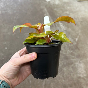 quad color philodendron Philodendron Quad Color' 4"