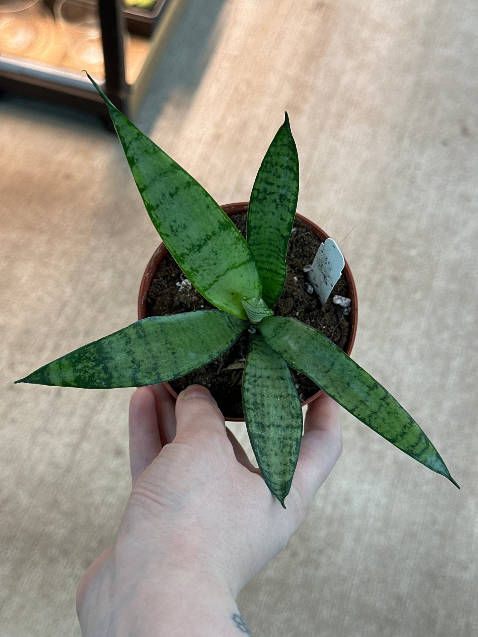sansevieria trifasciata silver princess Sansevieria trifasciata 'Silver Princess' 4"