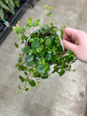 Pilea Depressa-Kiereweed 4