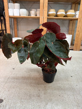 Load image into Gallery viewer, Begonia Gene Daniels 6"
