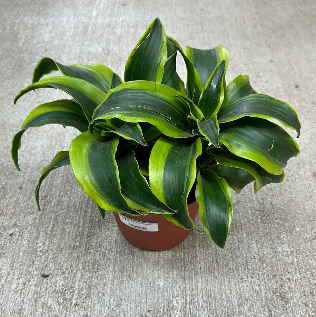 dracaena tornado care Dracaena Tornado 6" – Kent East Hill Nursery