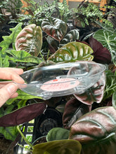 Load image into Gallery viewer, Carpet Saver Saucer Clear 6&quot;