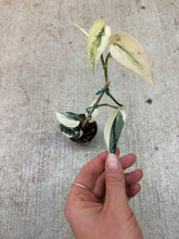 Load image into Gallery viewer, Scindapsus mayari 4"