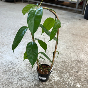 Hoya halconensis 4"