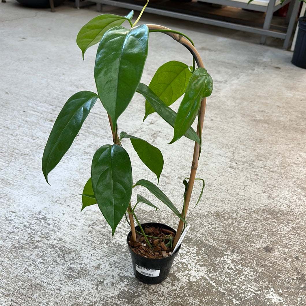 Hoya halconensis 4