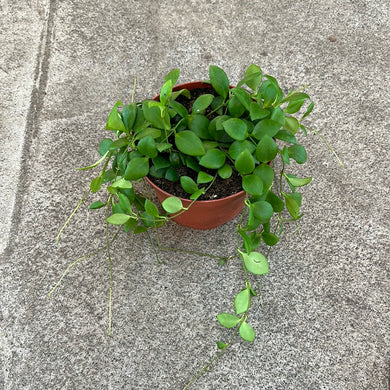 Hoya heuschkeliana green 6